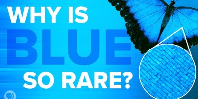 why is blue so rare in nature