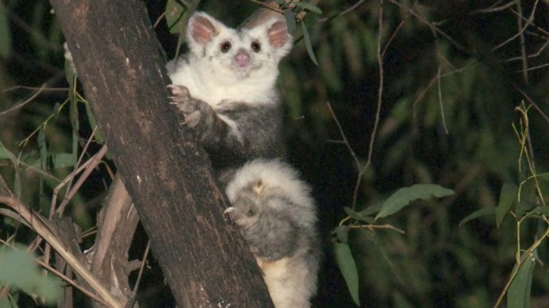 the greater glider